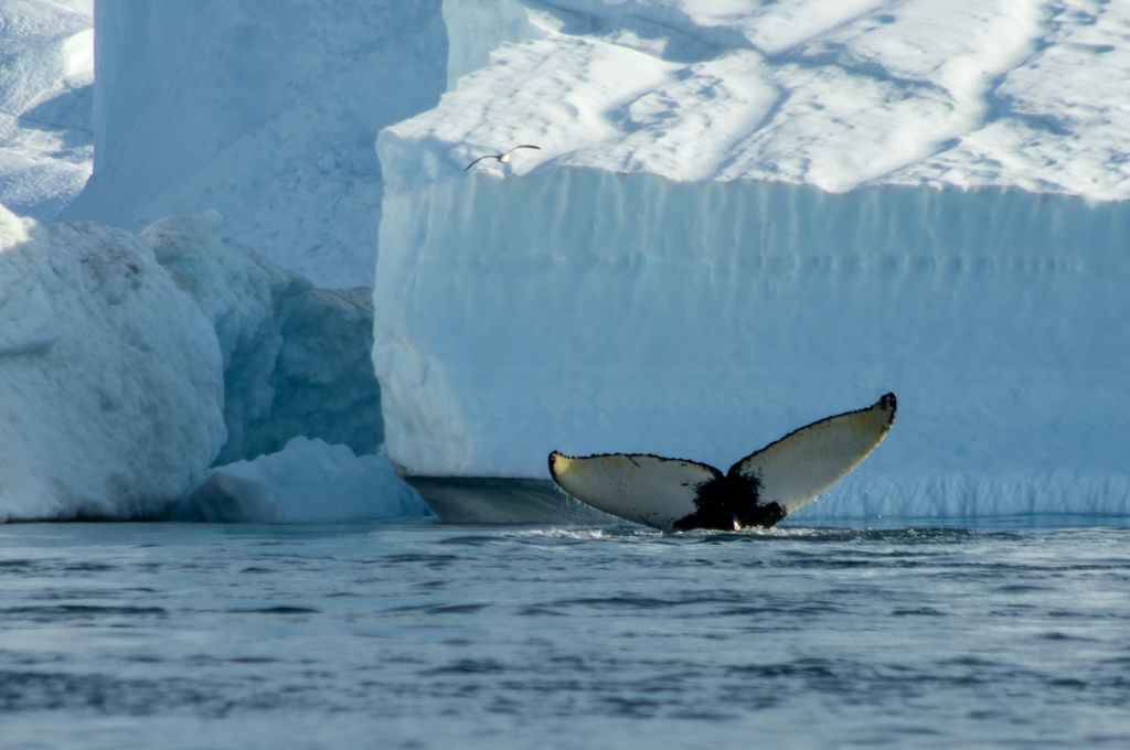 Vacante Ilulissat