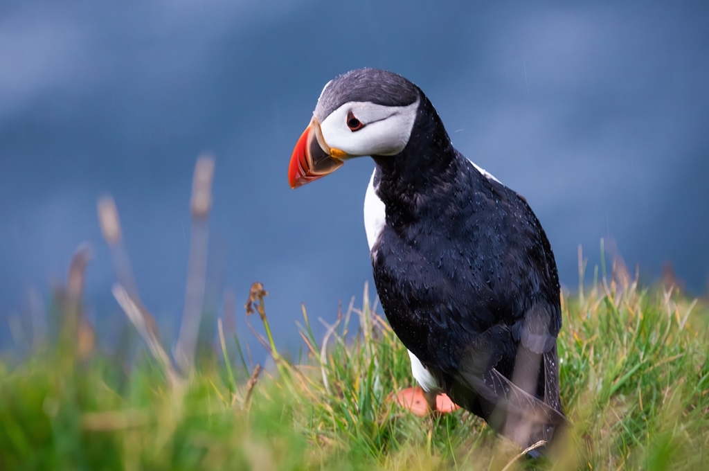Insulele Vestmannaeyjar